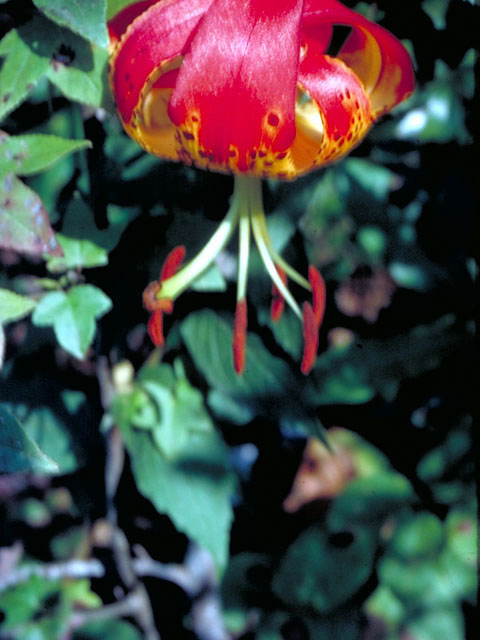 Lilium michauxii (Carolina lily) #467
