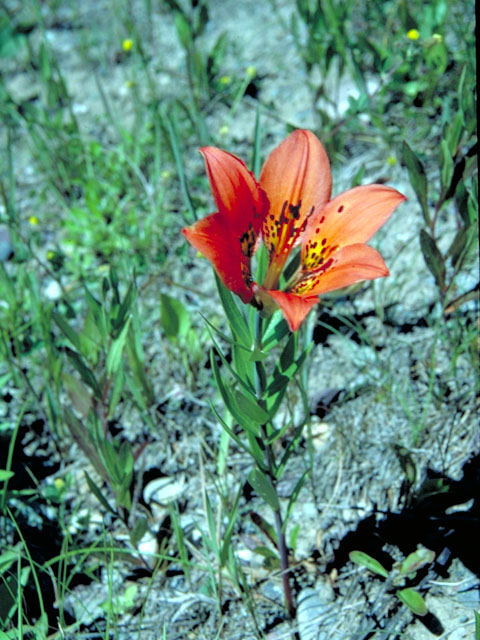 Lilium philadelphicum var. andinum (Western wood lily) #468
