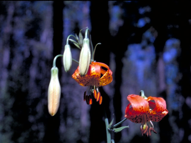 Lilium pardalinum (Leopard lily) #480