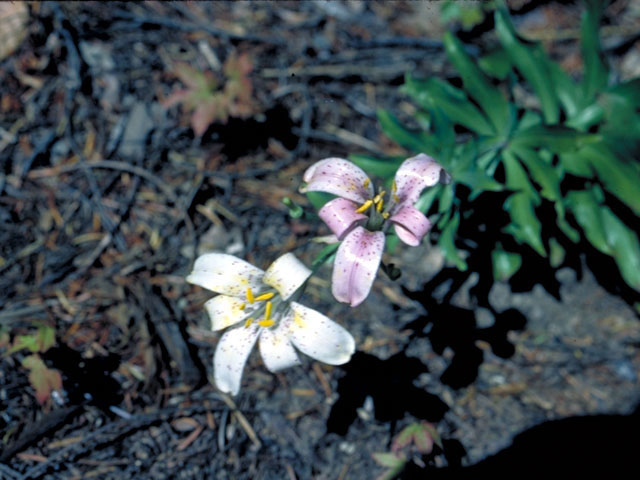 Lilium rubescens (Redwood lily) #492