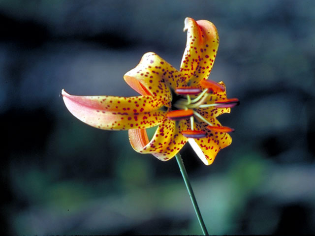 Lilium superbum (Turk's-cap lily) #494