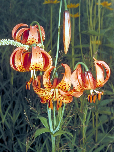Lilium michiganense (Michigan lily) #496
