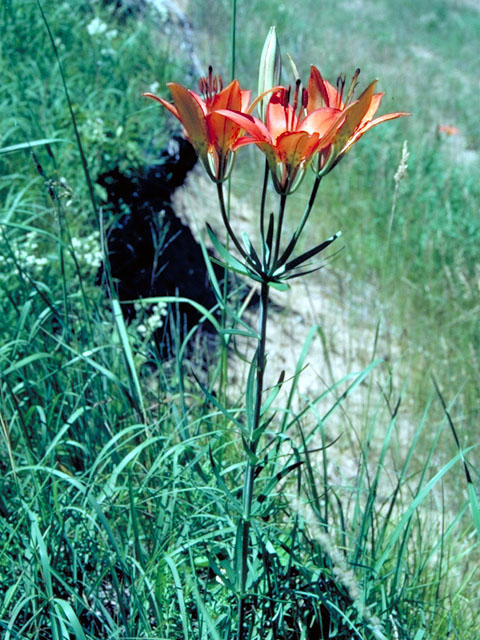Lilium philadelphicum var. andinum (Western wood lily) #502
