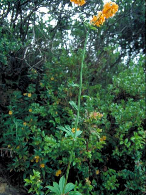 Lilium pardalinum ssp. wigginsii (Wiggins' lily) #508
