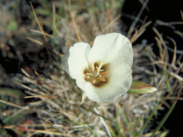 Calochortus howellii (Howell's mariposa lily) #600