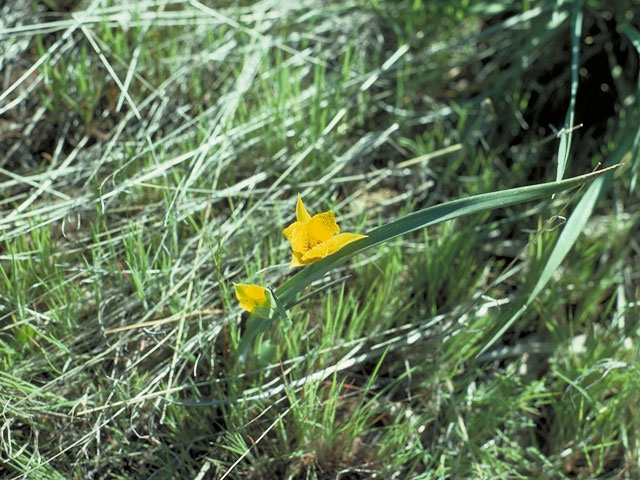 Calochortus monophyllus (Yellow star-tulip) #625