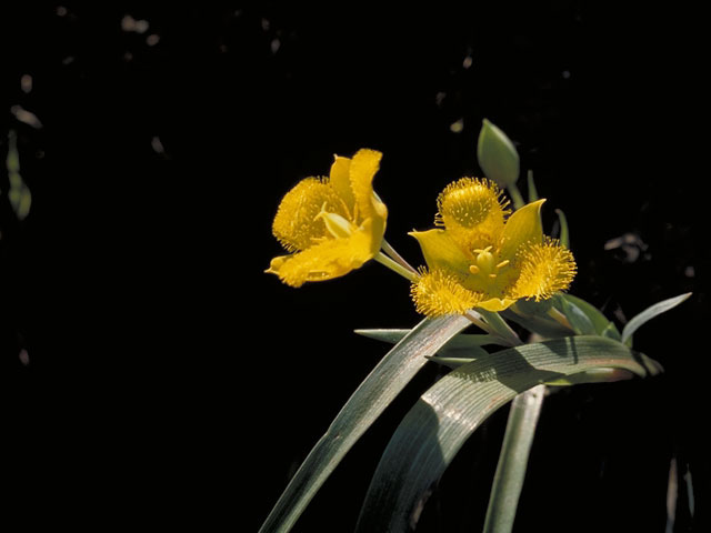 Calochortus monophyllus (Yellow star-tulip) #626