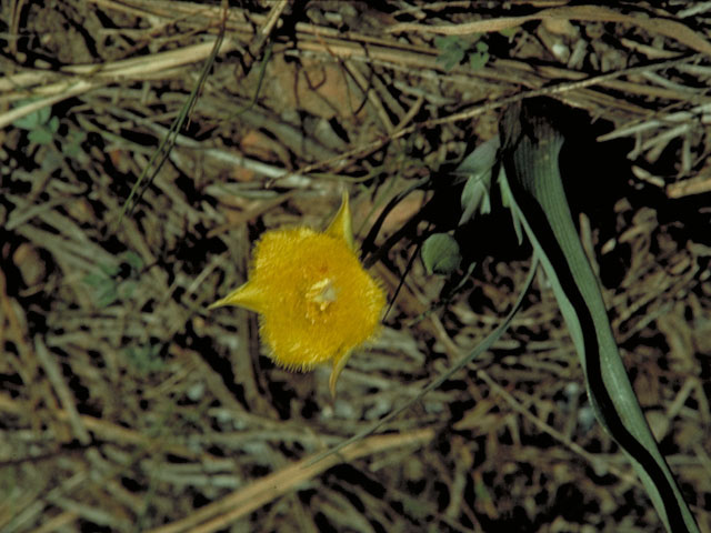 Calochortus monophyllus (Yellow star-tulip) #628