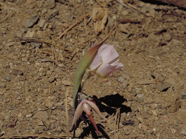 Calochortus persistens (Siskiyou mariposa lily) #651