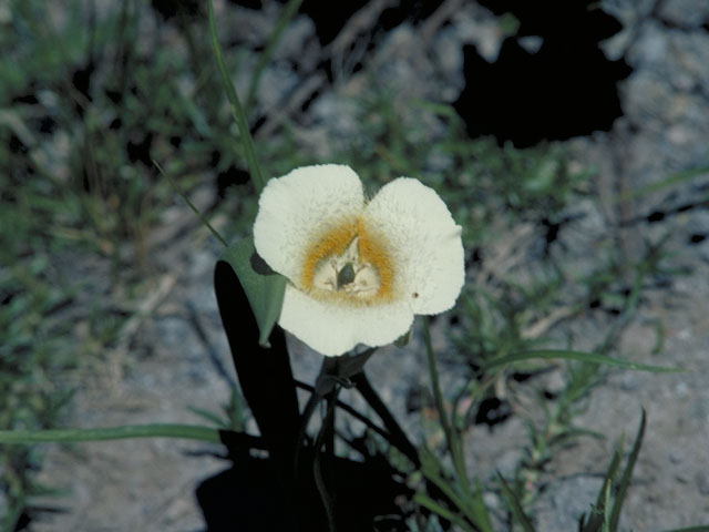 Calochortus subalpinus (Subalpine mariposa lily) #668