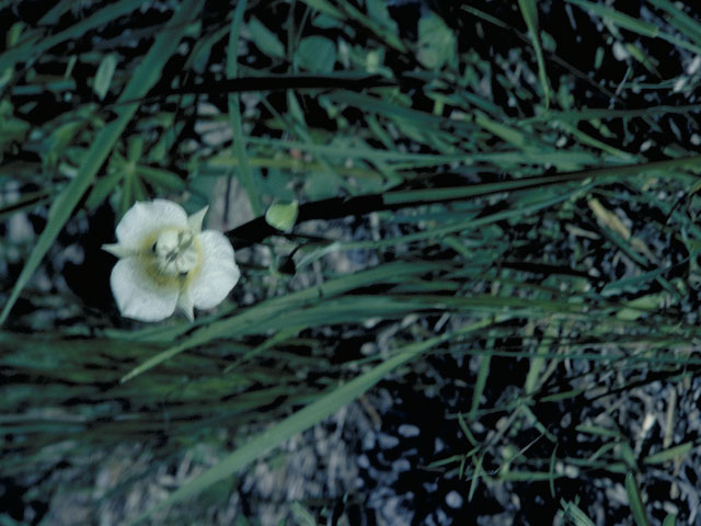 Calochortus tolmiei (Tolmie star-tulip) #670