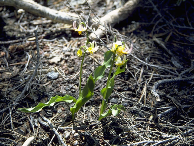 Erythronium californicum (California fawn-lily) #735