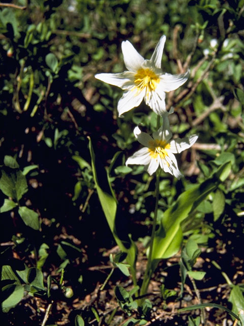 Erythronium montanum (White avalanche-lily) #739