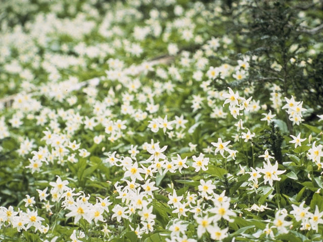 Erythronium montanum (White avalanche-lily) #741