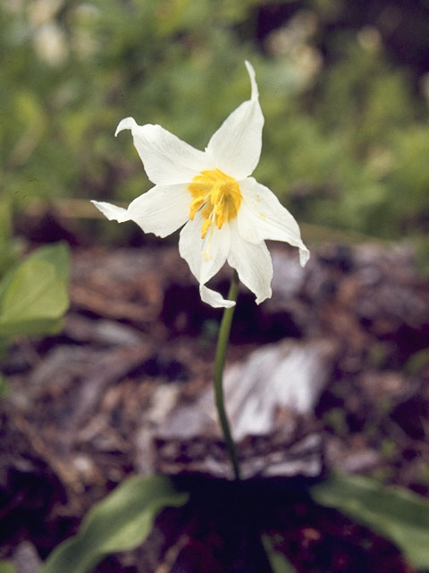 Erythronium montanum (White avalanche-lily) #743