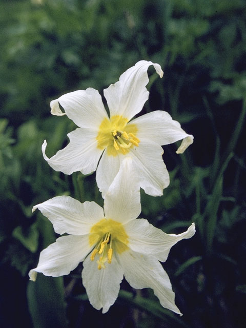 Erythronium montanum (White avalanche-lily) #744