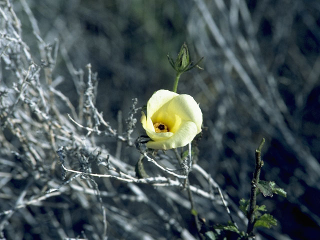 Hibiscus coulteri (Desert rosemallow) #810