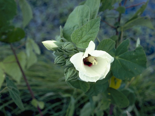 Hibiscus laevis (Halberdleaf rosemallow) #828
