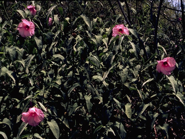 Hibiscus laevis (Halberdleaf rosemallow) #832