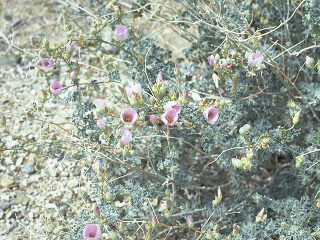 Eremalche parryi ssp. parryi (Parry's mallow) #861