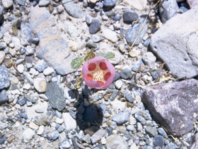 Eremalche rotundifolia (Desert fivespot) #863
