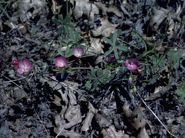 Sidalcea hirtipes (Bristlystem checkerbloom) #898