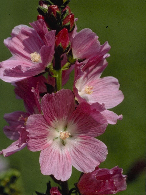 Sidalcea malviflora (Dwarf checkerbloom) #902