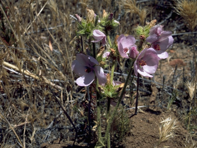 Sidalcea oregana (Oregon checkerbloom) #904
