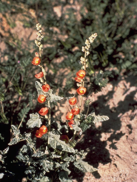 Sphaeralcea ambigua (Desert globemallow) #908