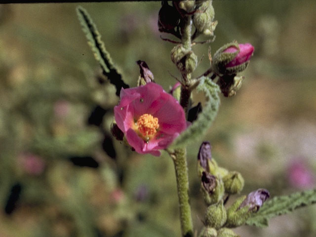 Sphaeralcea angustifolia (Narrowleaf globemallow) #912