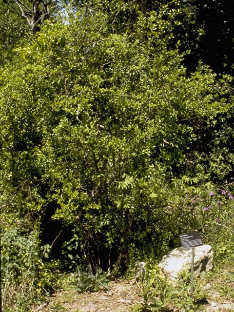 Forestiera pubescens (Elbowbush) #1004