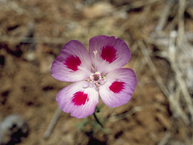Clarkia amoena (Farewell to spring) #1042