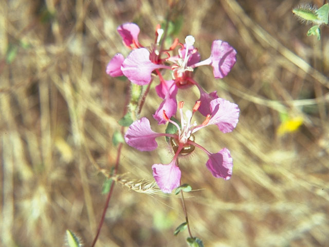Clarkia unguiculata (Elegant clarkia) #1071