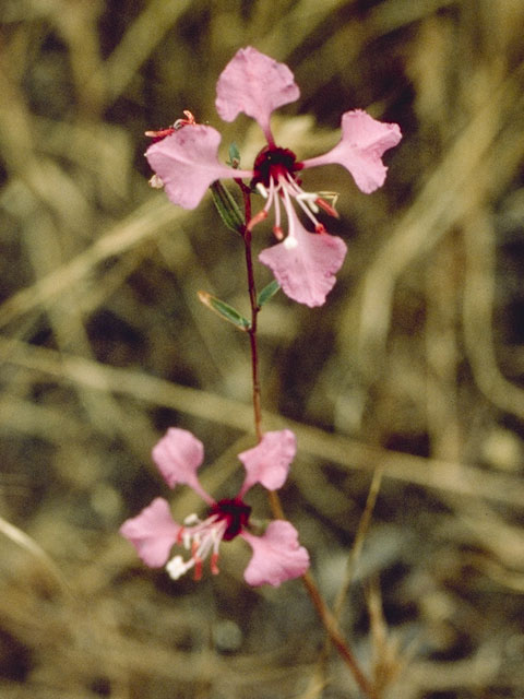Clarkia unguiculata (Elegant clarkia) #1073