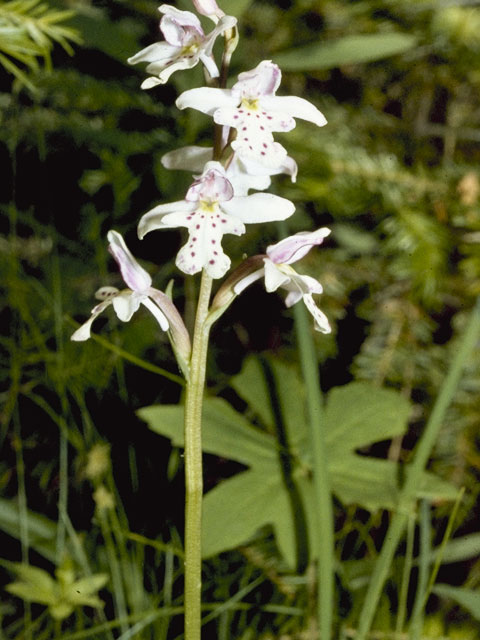 Amerorchis rotundifolia (Roundleaf orchid) #1091
