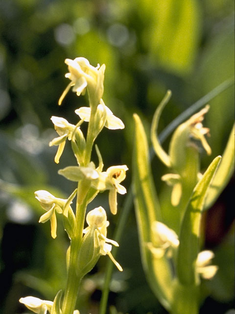 Platanthera hyperborea (Northern green orchid) #1102