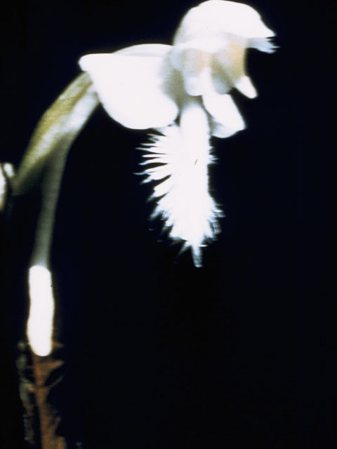 Platanthera blephariglottis (White fringed orchid) #1109