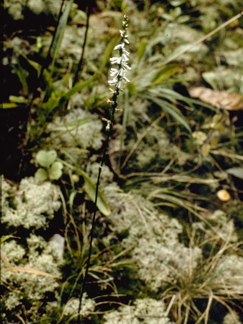 Spiranthes lacera var. gracilis (Southern slender ladies'-tresses) #1120