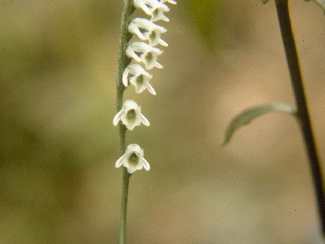 Spiranthes lacera var. gracilis (Southern slender ladies'-tresses) #1121