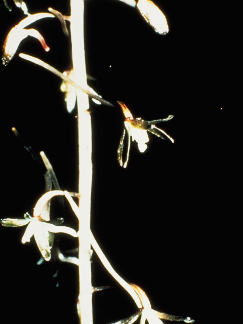Tipularia discolor (Crippled cranefly) #1135