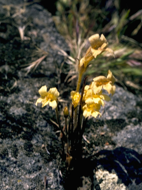 Orobanche fasciculata (Clustered broomrape) #1140