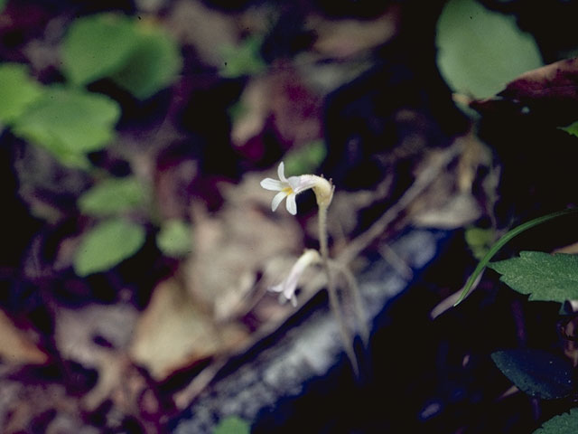 Orobanche uniflora (One-flowered broomrape) #1149