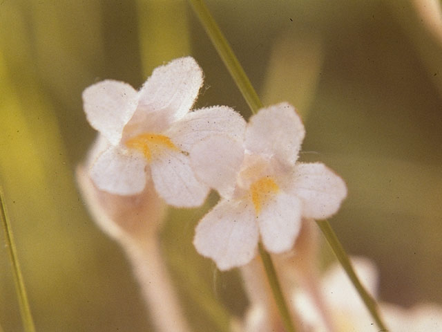 Orobanche uniflora (One-flowered broomrape) #1150
