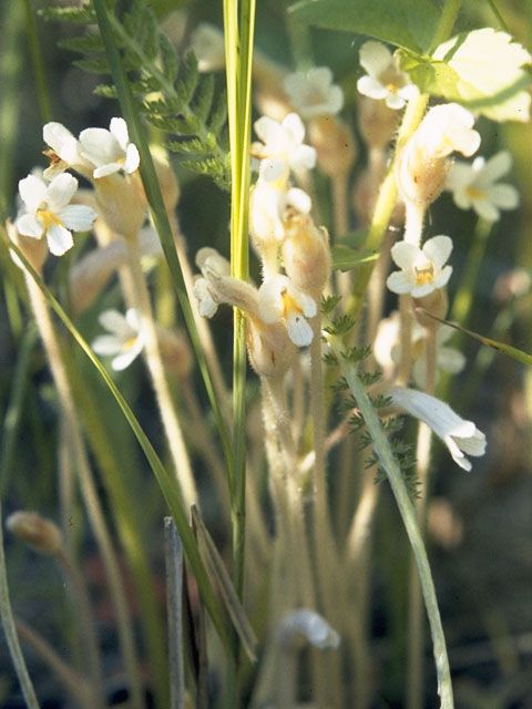 Orobanche uniflora (One-flowered broomrape) #1151