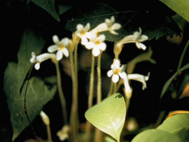 Orobanche uniflora (One-flowered broomrape) #1152