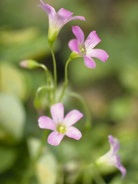 Oxalis violacea (Violet woodsorrel) #1177