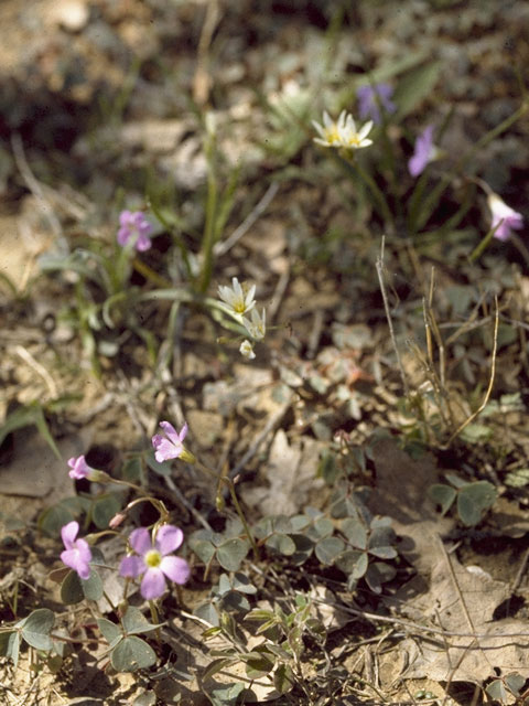 Oxalis violacea (Violet woodsorrel) #1178