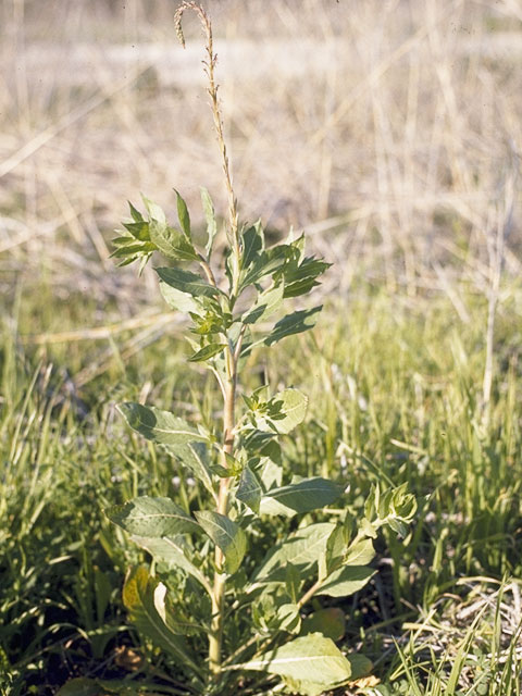 Oenothera curtiflora (Velvetweed) #1232