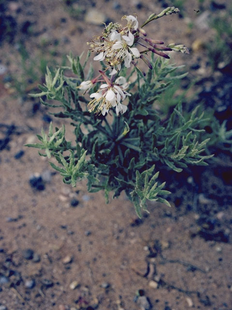 Oenothera sinuosa (Wavyleaf beeblossom) #1237