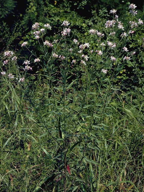 Oenothera cinerea (Woolly beeblossom) #1249
